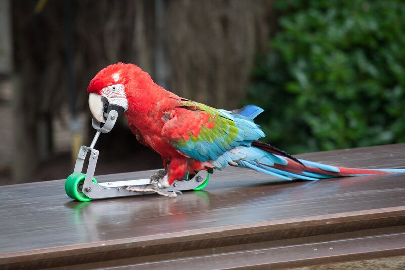 Red Macaw on Scooter