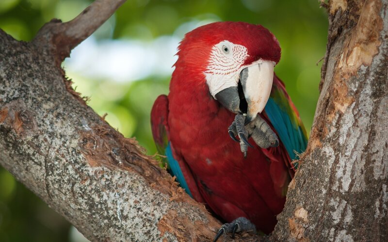 Red Macaw on Tree Branch