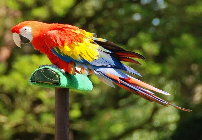 Red Macaw Parrot — Calm, Afternoon, Photograph, Perch