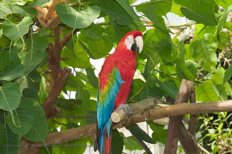 Red Macaw Parrot — Calm, Afternoon, Photograph