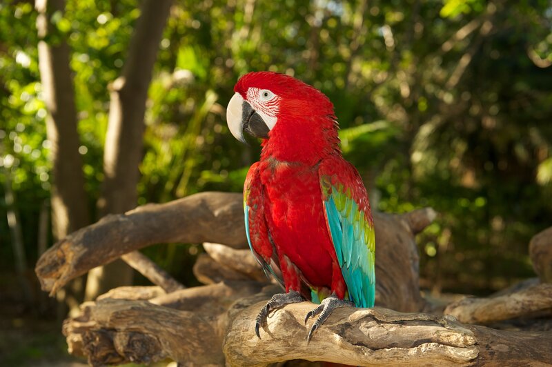 Red Macaw Parrot — Calm, Afternoon, Photograph, Tree Branch