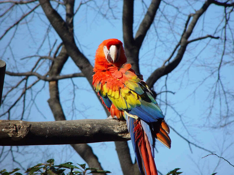 Red Macaw Parrot — Calm, Afternoon