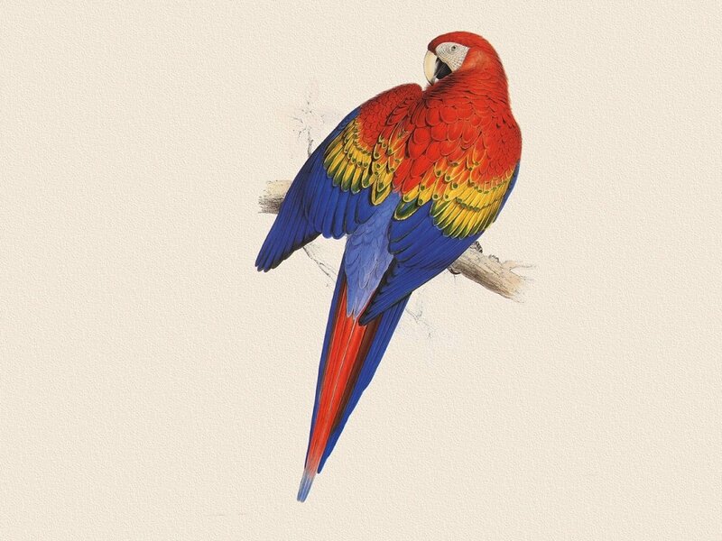 Red Macaw Parrot — Calm, Illustration