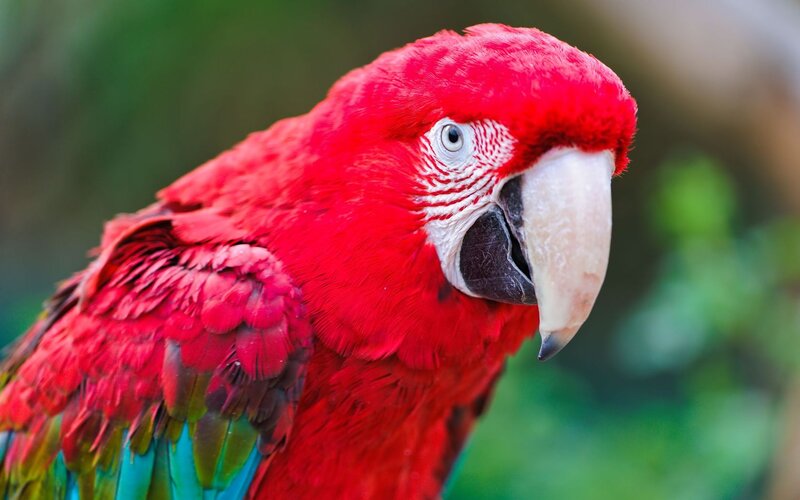 Red Macaw Parrot — Calm, Photograph, Beak, Eye