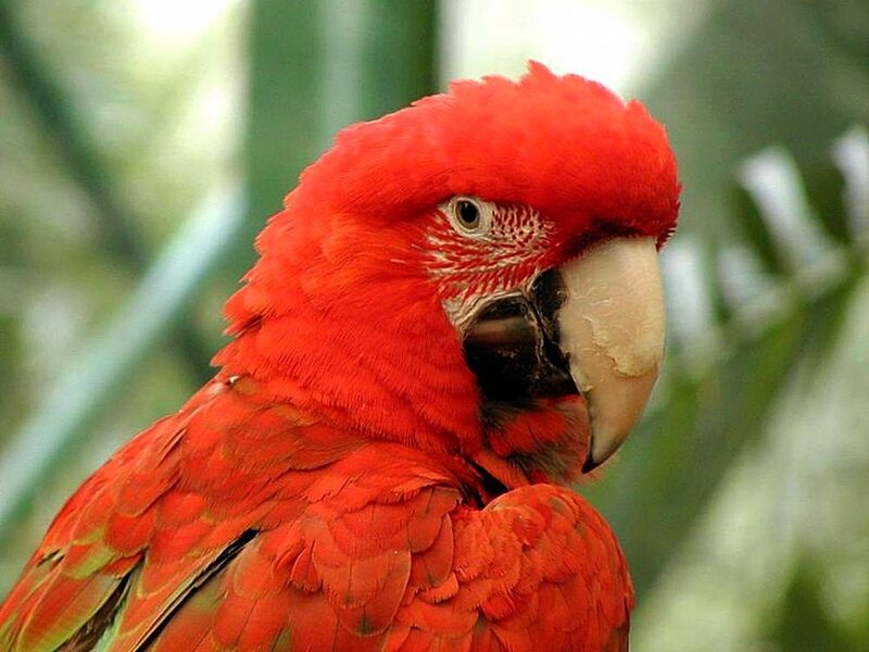 Red Macaw Parrot — Calm, Photograph, Beak