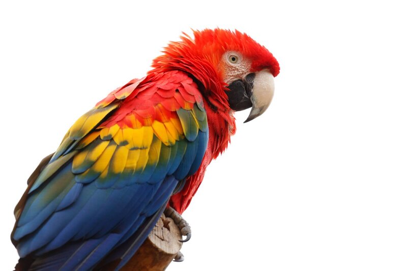 Red Macaw Parrot — Calm, Photograph, Bird, Beak