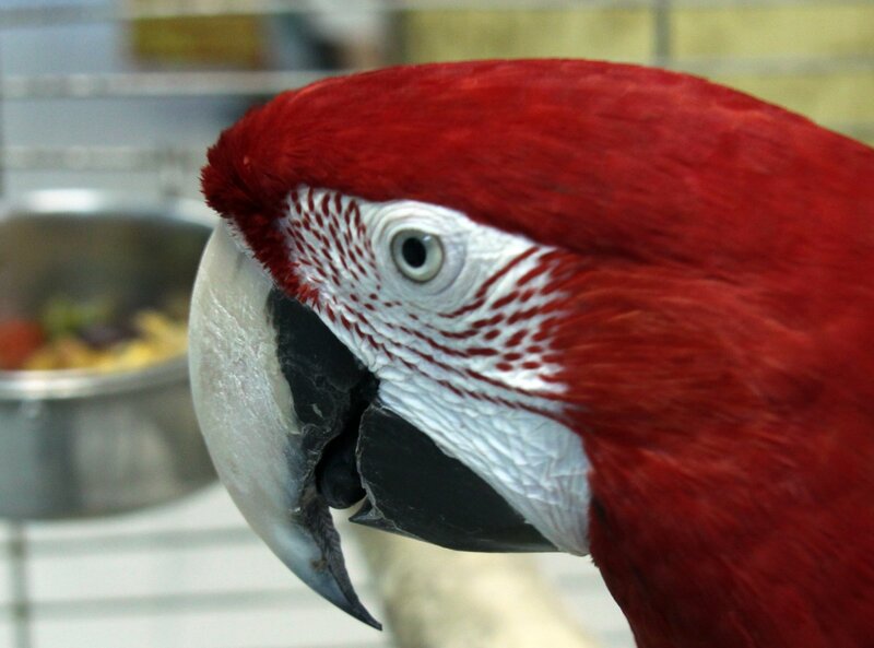 Red Macaw Parrot — Calm, Photograph, Bird, Cage, Food Bowl