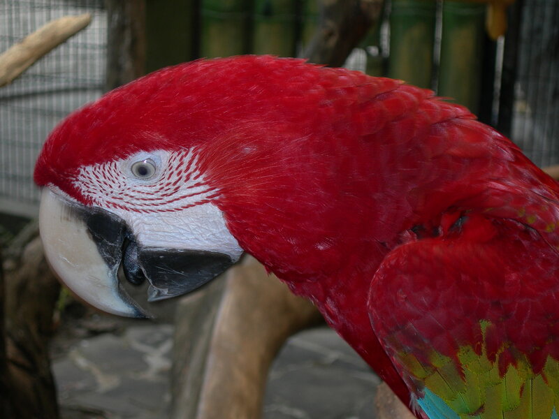 Red Macaw Parrot — Calm, Photograph, Bird, Cage
