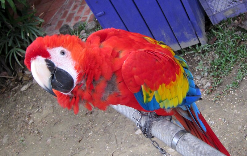 Red Macaw Parrot — Calm, Photograph, Bird, Pole