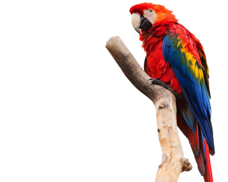 Red Macaw Parrot — Calm, Photograph, Branch