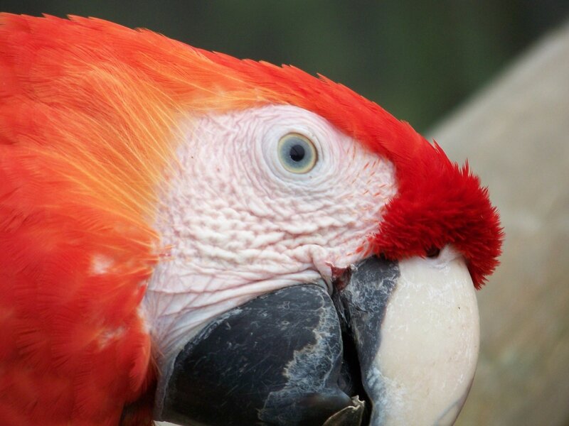 Red Macaw Parrot — Calm, Photograph, Eye, Beak