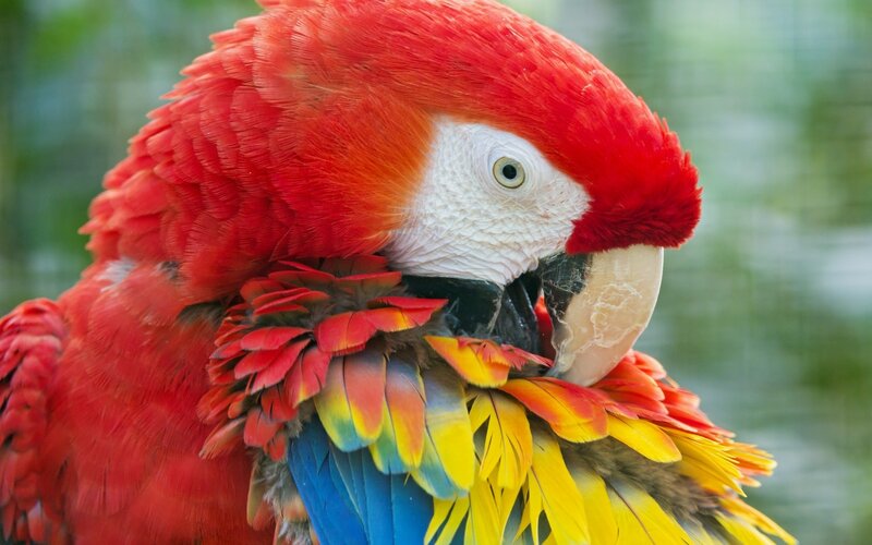 Red Macaw Parrot — Calm, Photograph, Feathers, Beak
