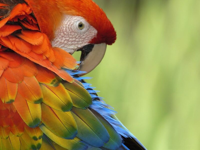 Red Macaw Parrot — Calm, Photograph, Feathers