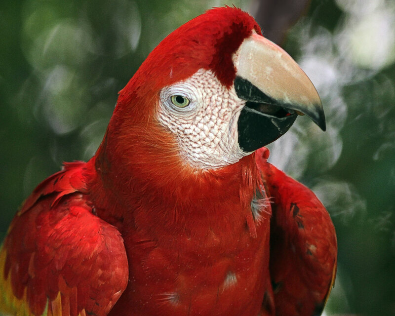Red Macaw Parrot — Calm, Photograph, Green Eyes