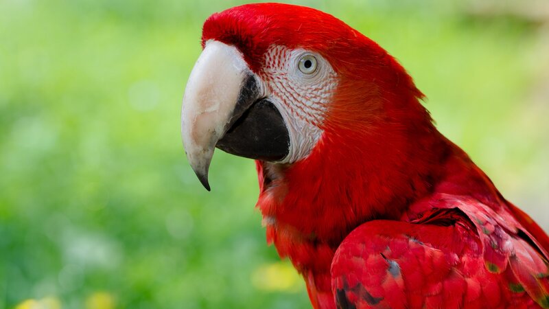 Red Macaw Parrot — Calm, Photograph, Green Foliage