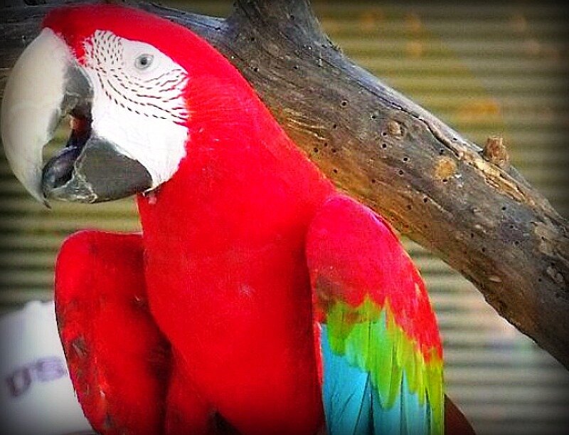 Red Macaw Parrot — Calm, Photograph