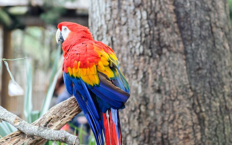 Red Macaw Parrot — Calm, Photograph, Tree Trunk