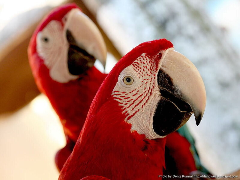 Red Macaw Parrot — Calm