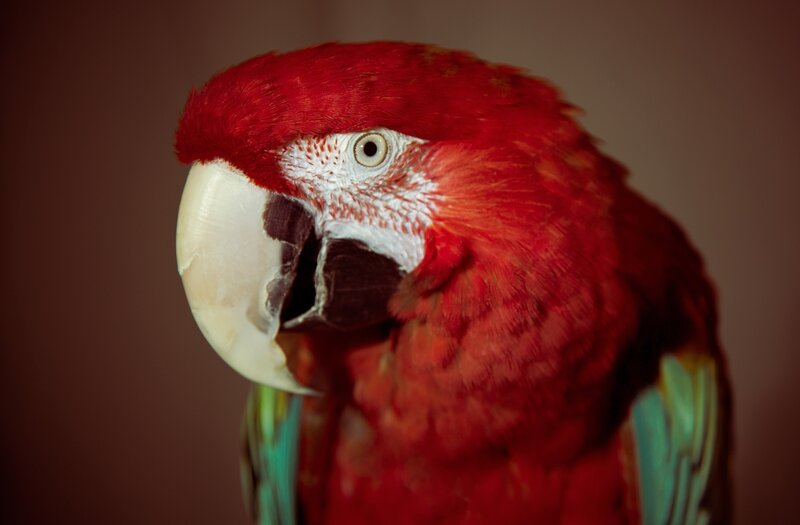 Red Macaw Parrot — Dramatic, Photograph, Beak, Eye, Feathers