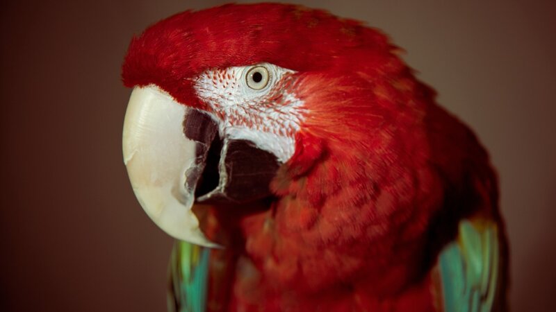 Red Macaw Parrot — Dramatic, Photograph, Beak, Eye