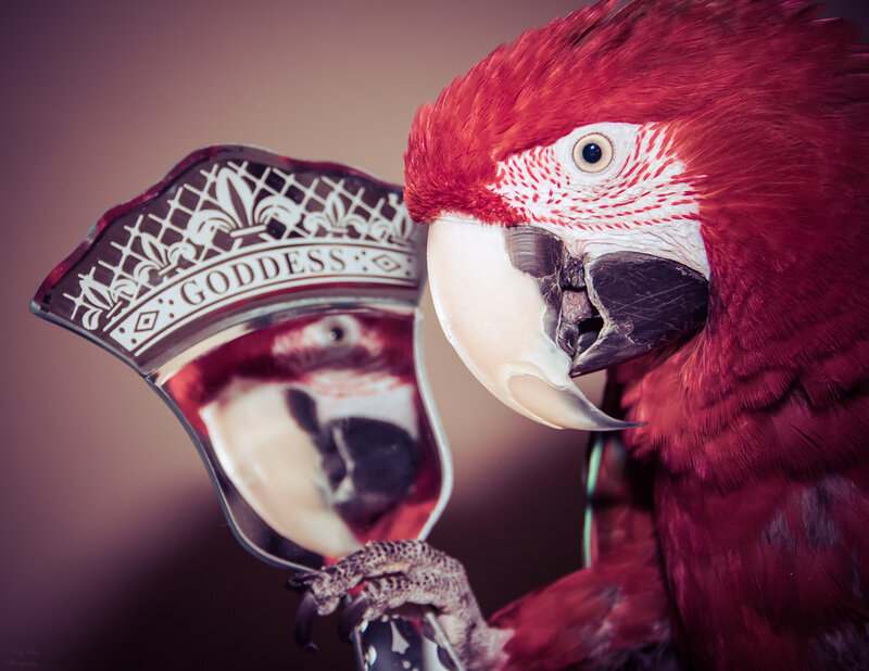 Red Macaw Parrot — Dramatic, Photograph, Mirror