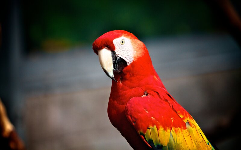 Red Macaw Parrot — Dramatic, Photograph