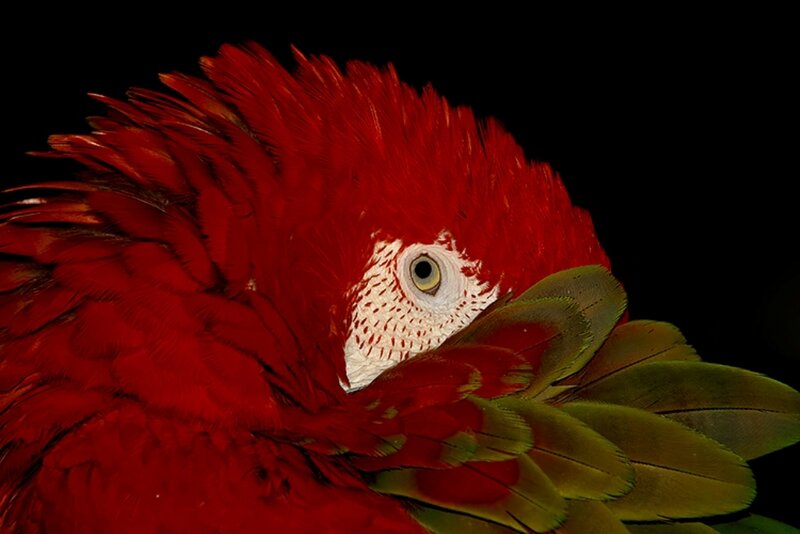 Red Macaw Parrot — Dramatic