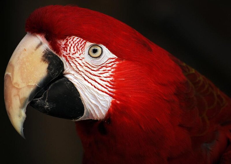 Red Macaw Parrot — Eye