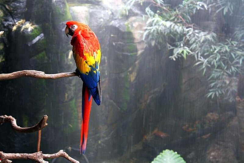 Red Macaw Parrot — Moody