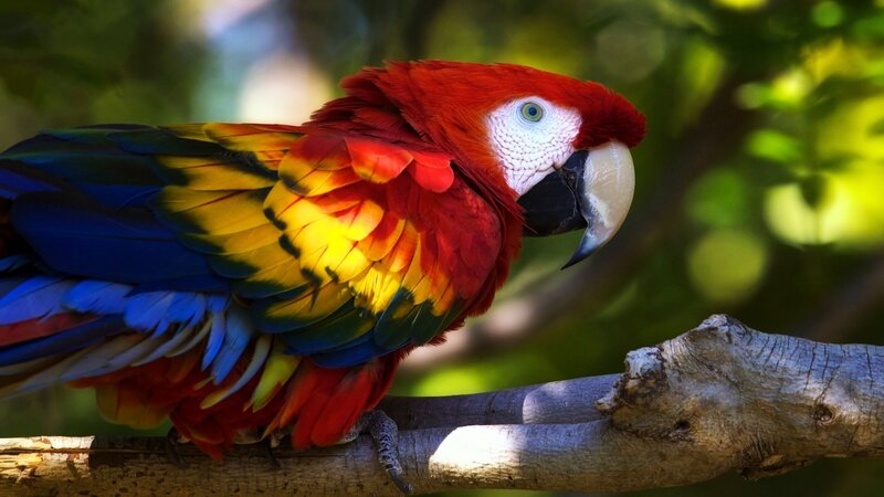 Red Macaw Parrot — Natural, Afternoon, Photograph