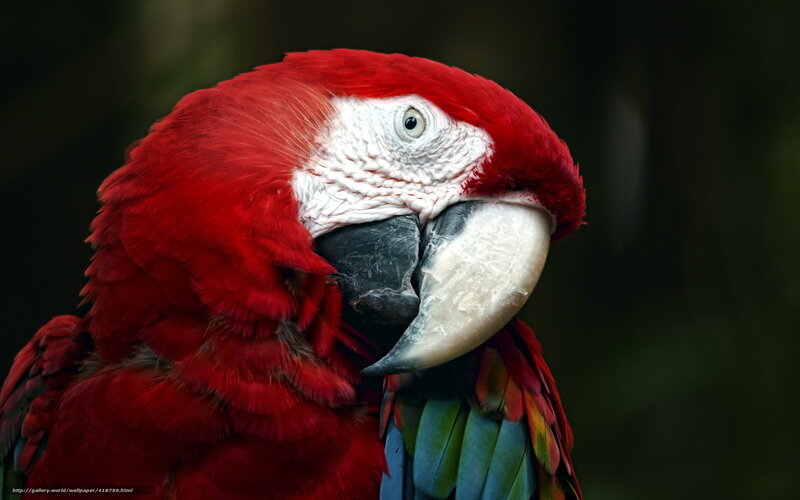 Red Macaw Parrot — Natural, Photograph, Beak
