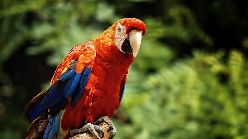 Red Macaw Parrot — Natural, Photograph, Bird, Branch, Green Foliage