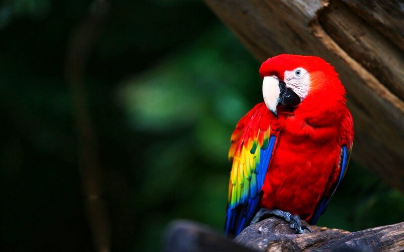 Red Macaw Parrot — Natural, Photograph, Bird, Branch