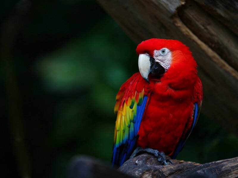 Red Macaw Parrot — Natural, Photograph, Bird