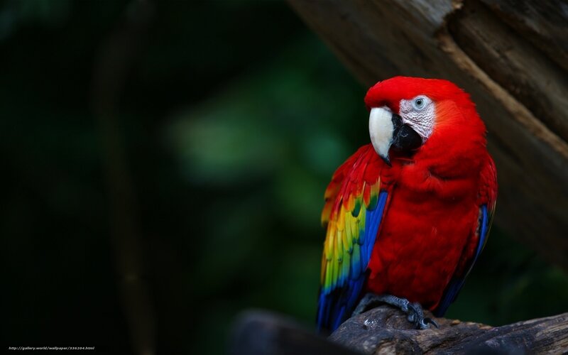 Red Macaw Parrot — Natural, Photograph, Bird, Tree Branch
