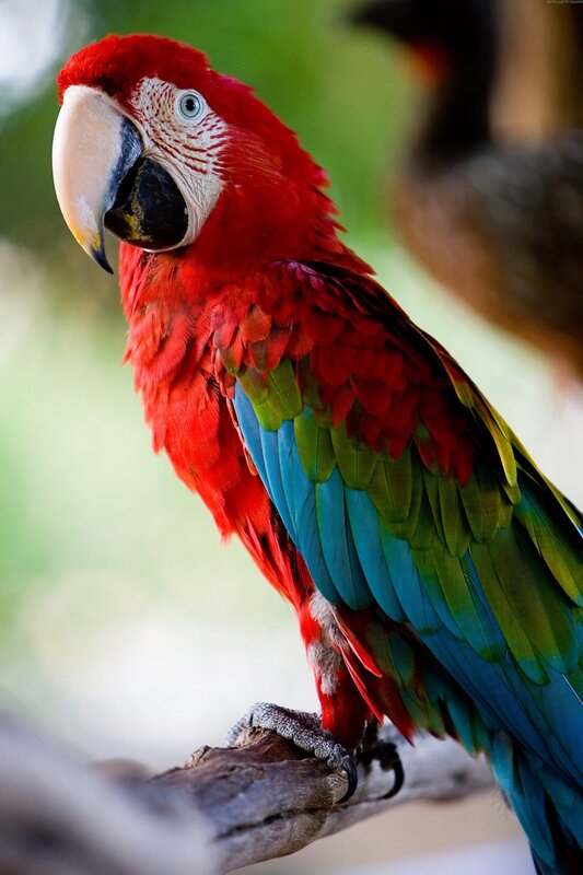 Red Macaw Parrot — Natural, Photograph, Branch, Feathers