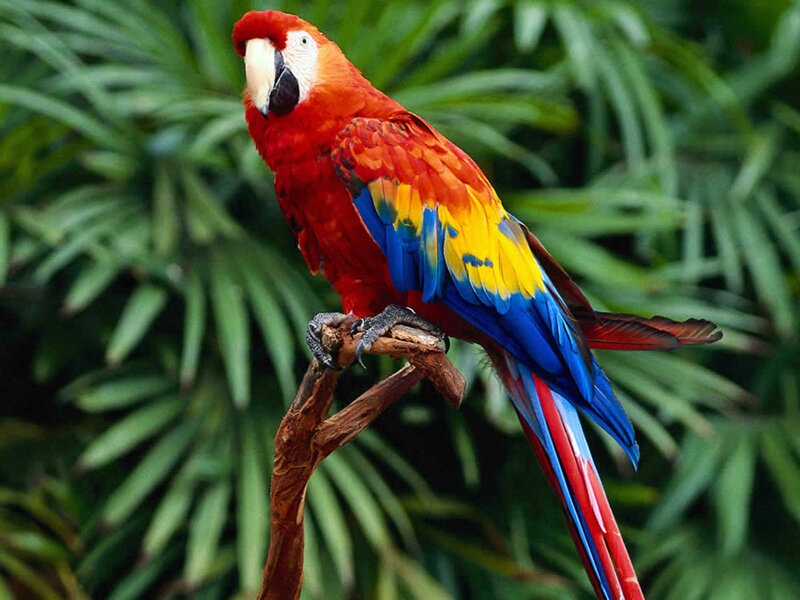 Red Macaw Parrot — Natural, Photograph, Branch, Green Leaves