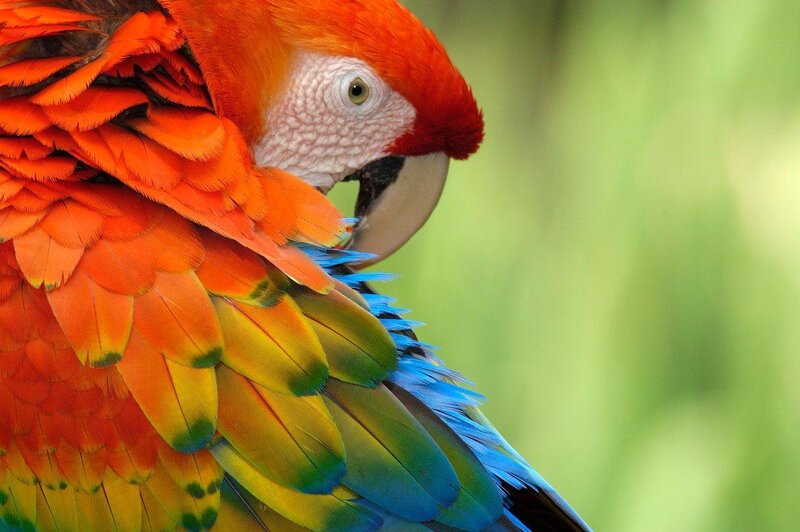 Red Macaw Parrot — Natural, Photograph, Feathers