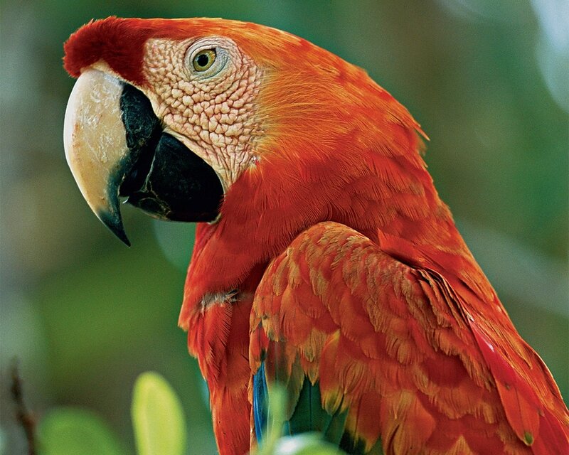 Red Macaw Parrot — Natural, Photograph, Green Foliage