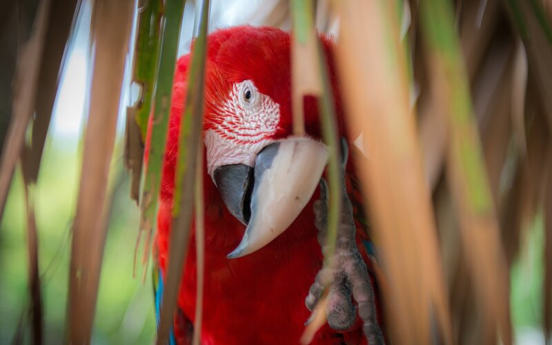 Red Macaw Parrot — Natural, Photograph, Leaves, Beak