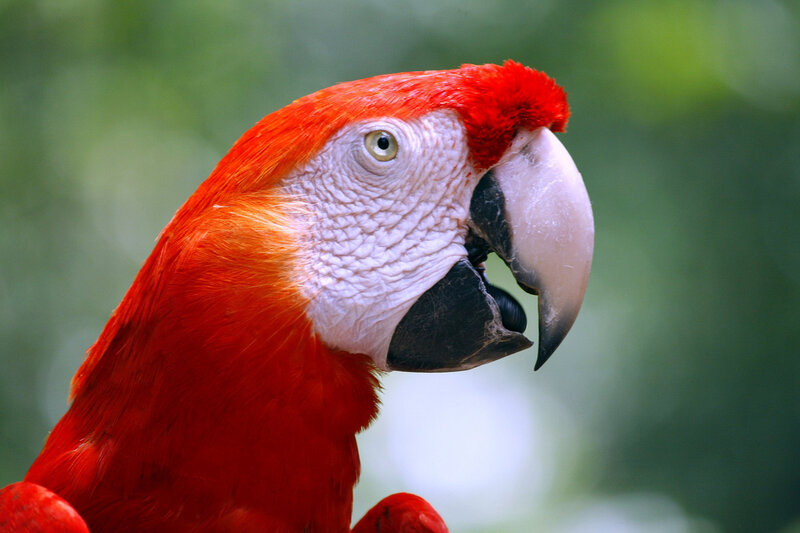 Red Macaw Parrot — Natural, Photograph