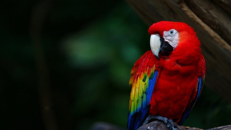 Red Macaw Parrot — Natural, Photograph, Tree Branch, Green Foliage