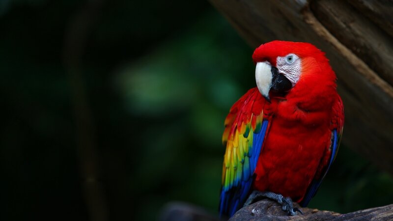 Red Macaw Parrot — Natural, Photograph, Tree Branch