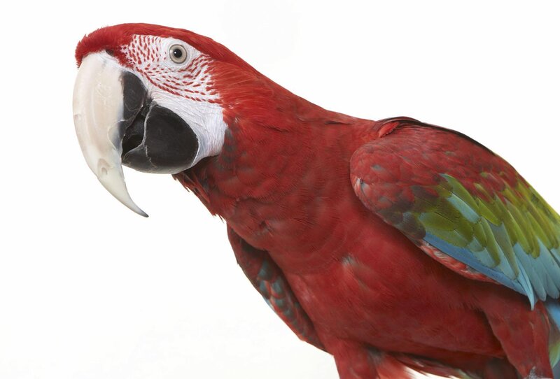 Red Macaw Parrot — Neutral