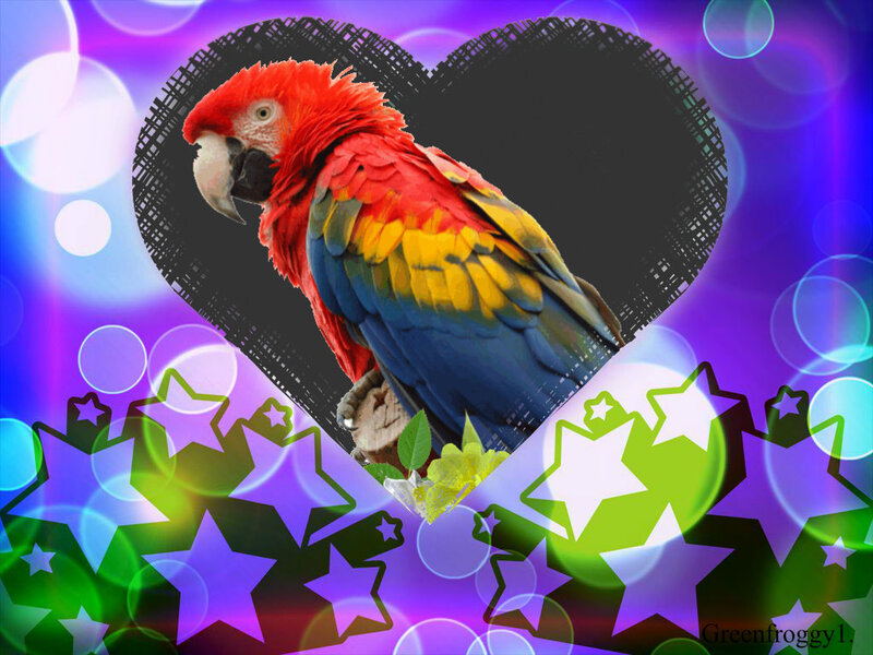 Red Macaw Parrot — Purple