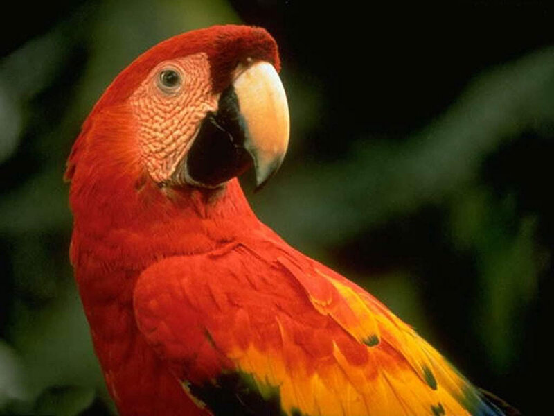 Red Macaw Parrot