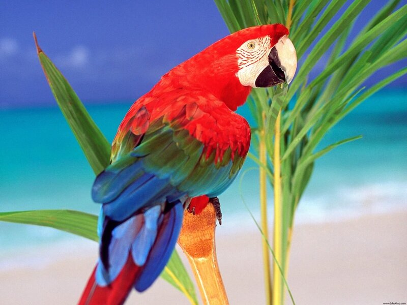 Red Macaw Parrot — Tropical, Afternoon, Photograph