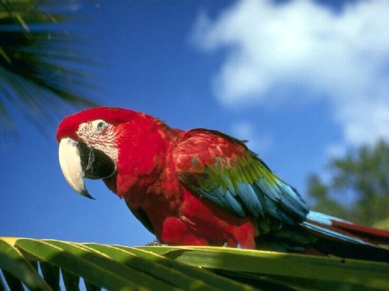 Red Macaw Parrot — Tropical, Afternoon