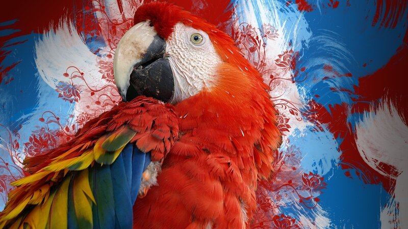 Red Macaw Parrot — Vibrant, Digital Art, Floral Pattern