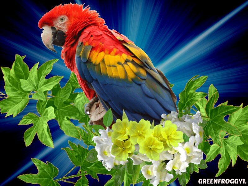 Red Macaw Parrot — Vibrant, Digital Art, Flowers